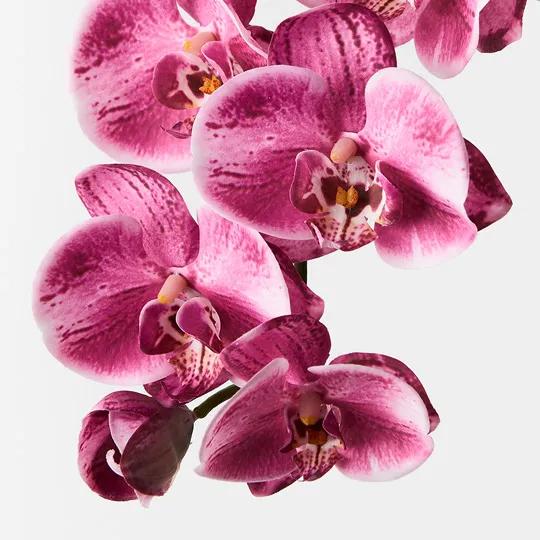 ORCHID STEM - HOT PINK