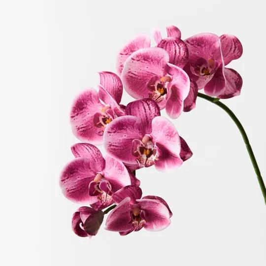 ORCHID STEM - HOT PINK