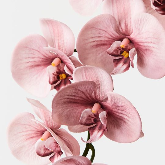 ORCHID STEM - DUSTY PINK