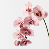 ORCHID STEM - DUSTY PINK